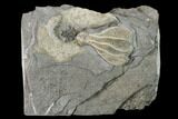 Fossil Crinoid (Dichocrinus) - Gilmore City, Iowa #157215-1
